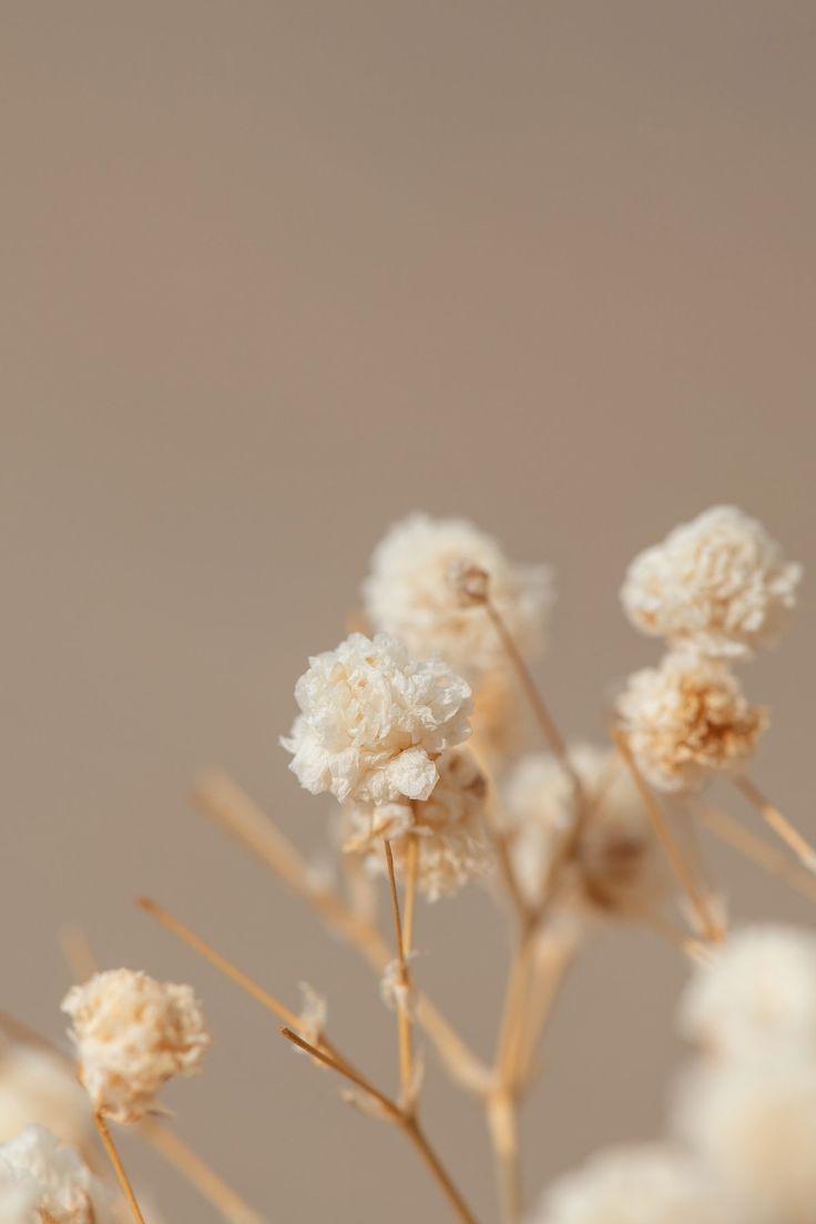 cream flowers aesthetic wallpaper